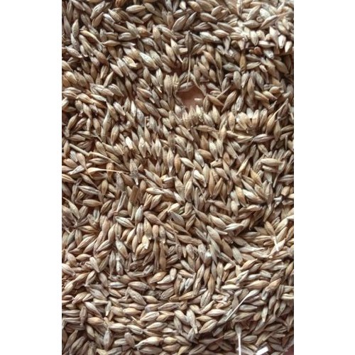 barley grain suppliers