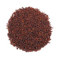 red mustard seeds suppliers