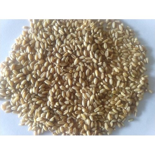 wheat grain suppliers