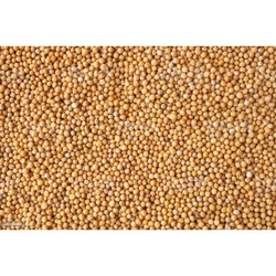 mustard seeds exporters